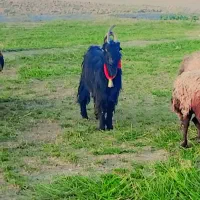 بزغاله نر دوبری|حیوانات مزرعه|اصفهان, قهجاورستان|دیوار