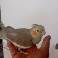 فروش عروس هلندی