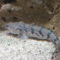 پولی اندیچری