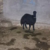 میش ،گوسفند ،بره،بز
