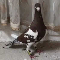 کبوتر پلنگ سرخ نر