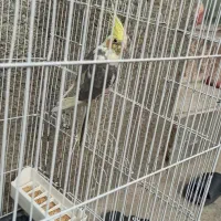 جفت عروس هلندی مولد تضمینی