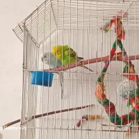 مرغ عشق|پرنده|تهران, امیر بهادر|دیوار