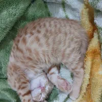 واگذاری بچه گربه