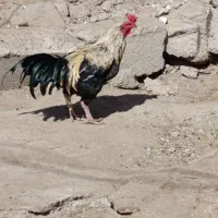 خروس بفرش|حیوانات مزرعه|تخت, |دیوار