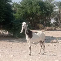 بز پاکستانی