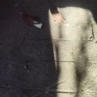 کفتر دم سفید