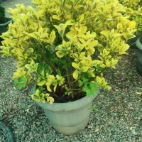 فروش انواع کاج ب قیمت تولید|خدمات باغبانی و درختکاری|صوفیان, |دیوار