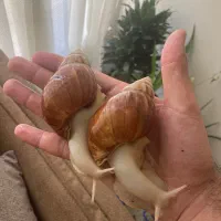 حلزون البینو اچانتینا