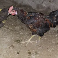 مرغ وخروس|حیوانات مزرعه|قشم, |دیوار