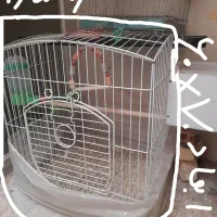 قفس گربه و پرنده و کاسکو و قناری و طوطی