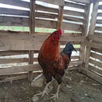 خروس بزرگ حراج|حراج|سراب, |دیوار