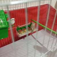 یک جفت فنچ نر و ماده به همراه قفس|پرنده|تهران, حافظیه|دیوار