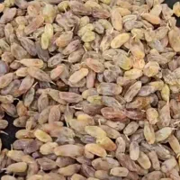 فروش کشمش جوون وتمیز