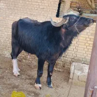 گاومیش