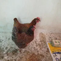 اسباب بازی  مرغ تخمگذار معاوضه با کفتر