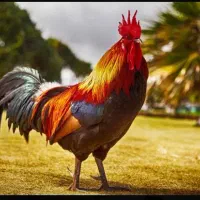 خروس درشت و رسمی۵تا یجایی دونه ای۸۰۰