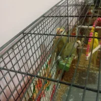 طوطی برزیلی رنگ خواص|پرنده|سمنان, |دیوار