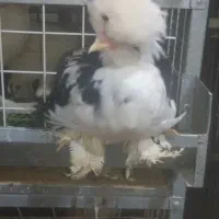 مرغ و خروس سلطان و لهستانی|حیوانات مزرعه|رشت, جانبازان|دیوار