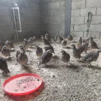 بلدرچین پرورشی بالغ|حیوانات مزرعه|بومهن, |دیوار