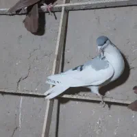 کبوترهای رنگی|پرنده|تاکستان, |دیوار