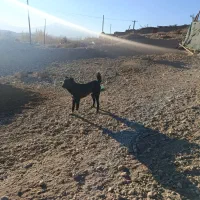 فروش دو قلاده سگ سرابی