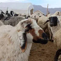 نیازمند ۲ چوپان ماهر حقوق نفری ۲۵ میلیون|استخدام سرایداری و نظافت|شیراز, رکن‌آباد|دیوار