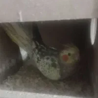 یه جفت عروس|پرنده|گرگان, |دیوار