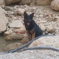 سگ ژرمن واگزاری نقدی|سگ|مسجد سلیمان, |دیوار