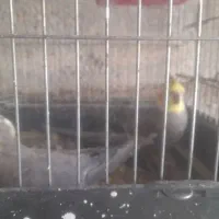 عروس هلندی|پرنده|داراب, |دیوار