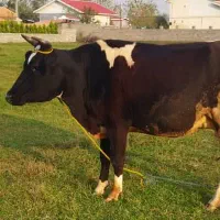 گاو گوساله شیری|حیوانات مزرعه|رشت, شالکو|دیوار