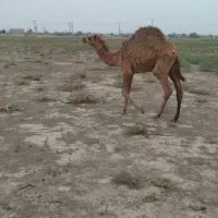 بچه شتر چاق درجه یک همه نرهستن