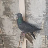 ماده غلاق دمگیر