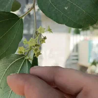 کار کسی نداره