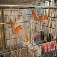 قناری اورجینال ترکیه ای|پرنده|شهریار, رزکان|دیوار