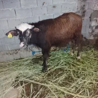 سوسنگرد روستایه سویدانی