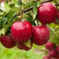 نهالستان مهندس لطفی