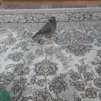 مینا