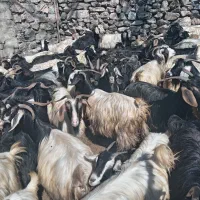 بز برای قربانی