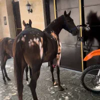 مادیان کرد درجه ۱