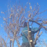 خدمات باغبانی اصفهان|خدمات باغبانی و درختکاری|اصفهان, اصفهانک|دیوار