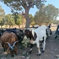 بزغاله یک سال پاکستان پنجاه کیلو درجه یک