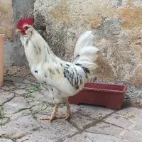 تخم مرغ گلین