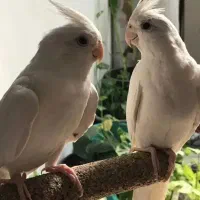 عروس هلندی آلبینو جفت جوان مولد نر ماده|پرنده|قم, چهار مردان|دیوار