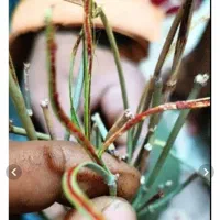 گیاه افدرا یا ریش بز ارسال از شیراز به سراسر کشور