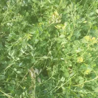 فروش علف یونجه خالص