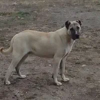 واگذاری‌سگ‌‌سرابی