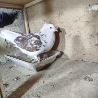 کبوتر پشدار ماده