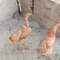 باریک دهدشتم