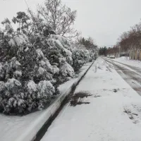 همخونه میشم فقط سه روز